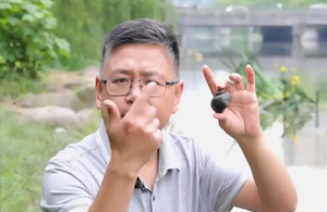 快来看一看教大家怎么区分福寿螺和田螺